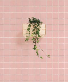 a plant growing out of a wooden box on a pink tiled wall