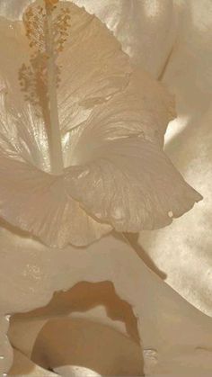 a white flower with water droplets on it