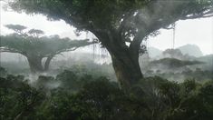 an image of fog in the forest with trees