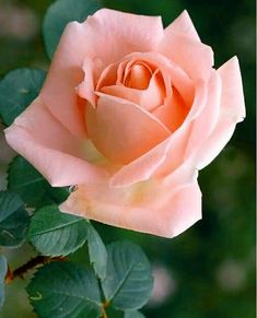 a pink rose with green leaves in the foreground