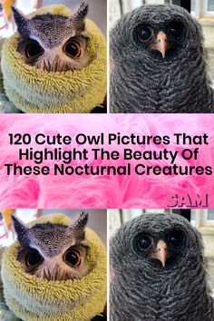 an owl is shown with the caption that reads, 120 cute owl pictures that highlight the beauty of these national creatures