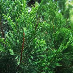 closeup of green needles on a pine tree