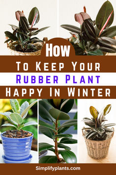 how to keep your rubber plant happy in winter