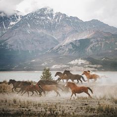 several horses are running in the field with mountains in the backgrouds and snow on the ground