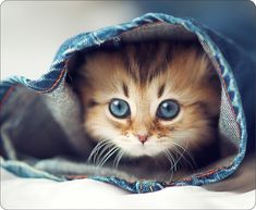 a small kitten with blue eyes peeking out from inside a denim bag