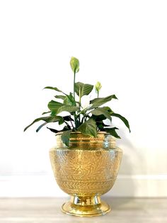 a potted plant sitting on top of a wooden table