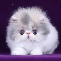 a small gray and white kitten sitting on top of a purple surface with its eyes wide open