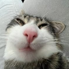 a close up of a cat laying on a person's lap with its mouth open