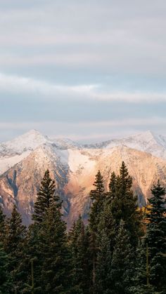 the mountains are covered in snow and pine trees, as seen from an overlook point