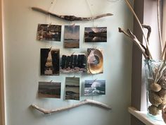 there is a tree branch hanging on the wall with pictures attached to it and some branches in vases