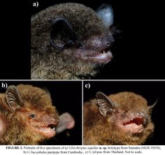 three pictures of a bat showing the different stages of teeth and mouth shapes, including an open - mouthed vampire's fangs