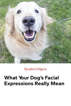 a dog with its mouth open and the words what your dog's facial expressions really mean