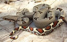 a large snake is curled up on a piece of wood