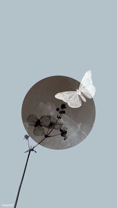 a white butterfly sitting on top of a flower