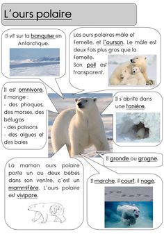 an image of polar bears in french with the caption's and description on it