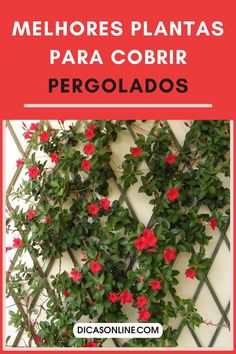 red flowers growing on the side of a building with text overlay that reads melhores plantas para cobrir pergoldos