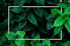 green leaves with a white square frame in the middle on a black background that is surrounded by greenery