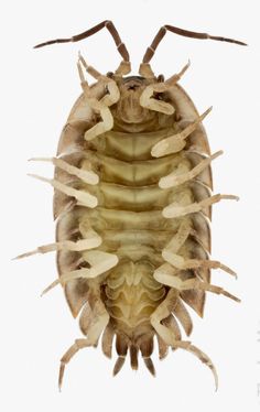 a bed bug on a white background with no image to describe, it is an insect