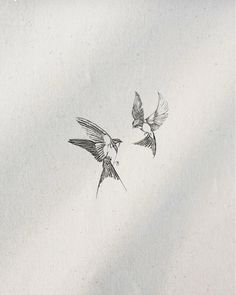 two birds are flying in the sky together