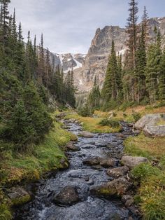 a stream running through a forest filled with tall pine trees and snow covered mountains in the distance