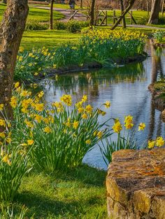 yellow daffodils are blooming along the water in a park setting with trees and grass