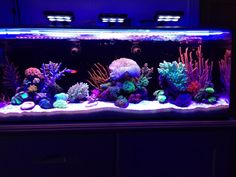 an aquarium filled with lots of different colored corals