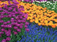 many different colored flowers are in the field together and one is orange, purple, yellow, and white