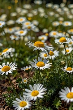 many white and yellow flowers in the grass