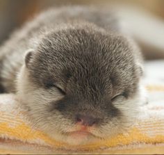 a small gray and white kitten sleeping on a yellow towel