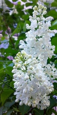 the white flowers are blooming on the tree