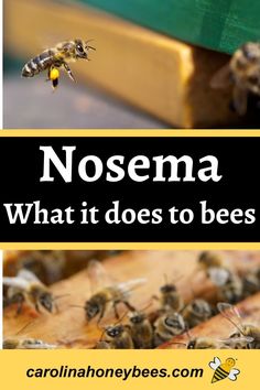 bees in their hive box with the words nosma what it does to bees on them