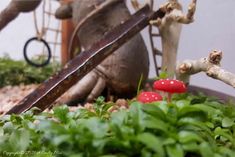 two small red mushrooms sitting on top of green plants