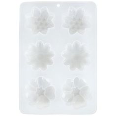 four white flowers in a plastic tray on a white background with clipping for text