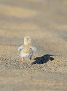 a small white bird standing on top of a sandy beach