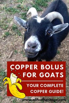 a goat that is standing in the grass with its head turned to the side and text copper bolus for goats your complete copper guide