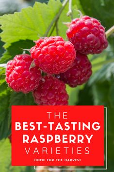 raspberries growing on a bush with the words best - tasting raspberry varieties