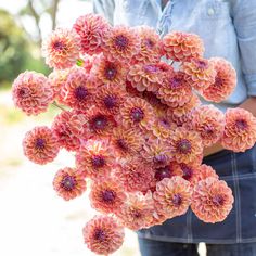 a person holding a bunch of pink flowers