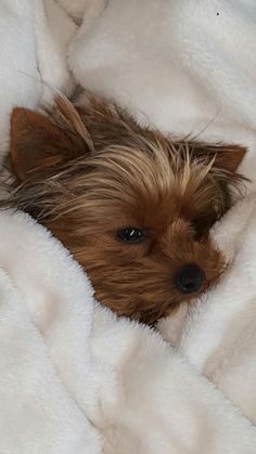 a small brown dog laying on top of a bed covered in white blankets and fur