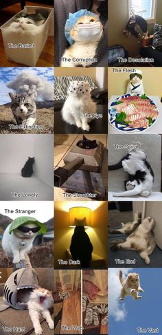 there are many different pictures of cats in the house