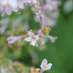 small white and pink flowers with green background