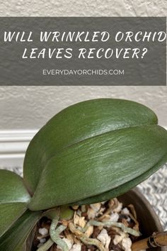 an orchid plant with the words will wrinkled orchid leave's recover?