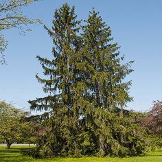 a very tall tree sitting in the middle of a field