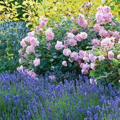 pink roses are blooming in the garden next to blue and purple flowers with green leaves