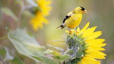 a yellow bird perched on top of a sunflower