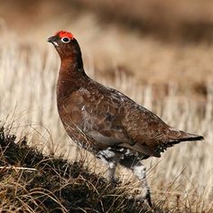 a bird standing on top of a dry grass field