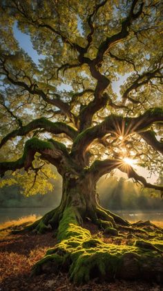 an old tree with moss growing on it's roots and the sun shining through