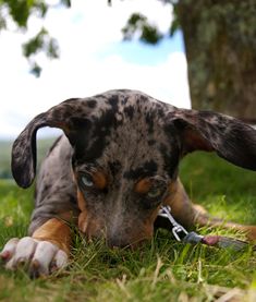 a brown and black dog laying in the grass