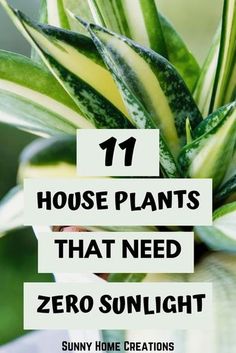 house plants that need zero sunlight