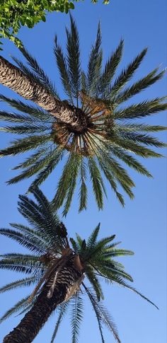 two palm trees reaching up into the blue sky