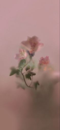 a blurry photo of flowers in a vase on a table with pink walls behind it